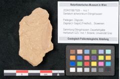 Foto (Objekt + Etikett) von Santalum acheronticum Ettingshausen (NHMW-GEO-2024-0188-7928)